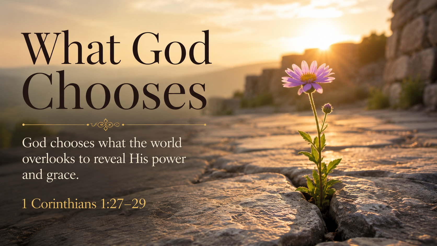 What God Chooses: A wide 16:9 photo-realistic image of a small wildflower growing through a crack in a stone path, bathed in warm morning light. The image includes the title What God Chooses and a paraphrase of 1 Corinthians 1:27–29.